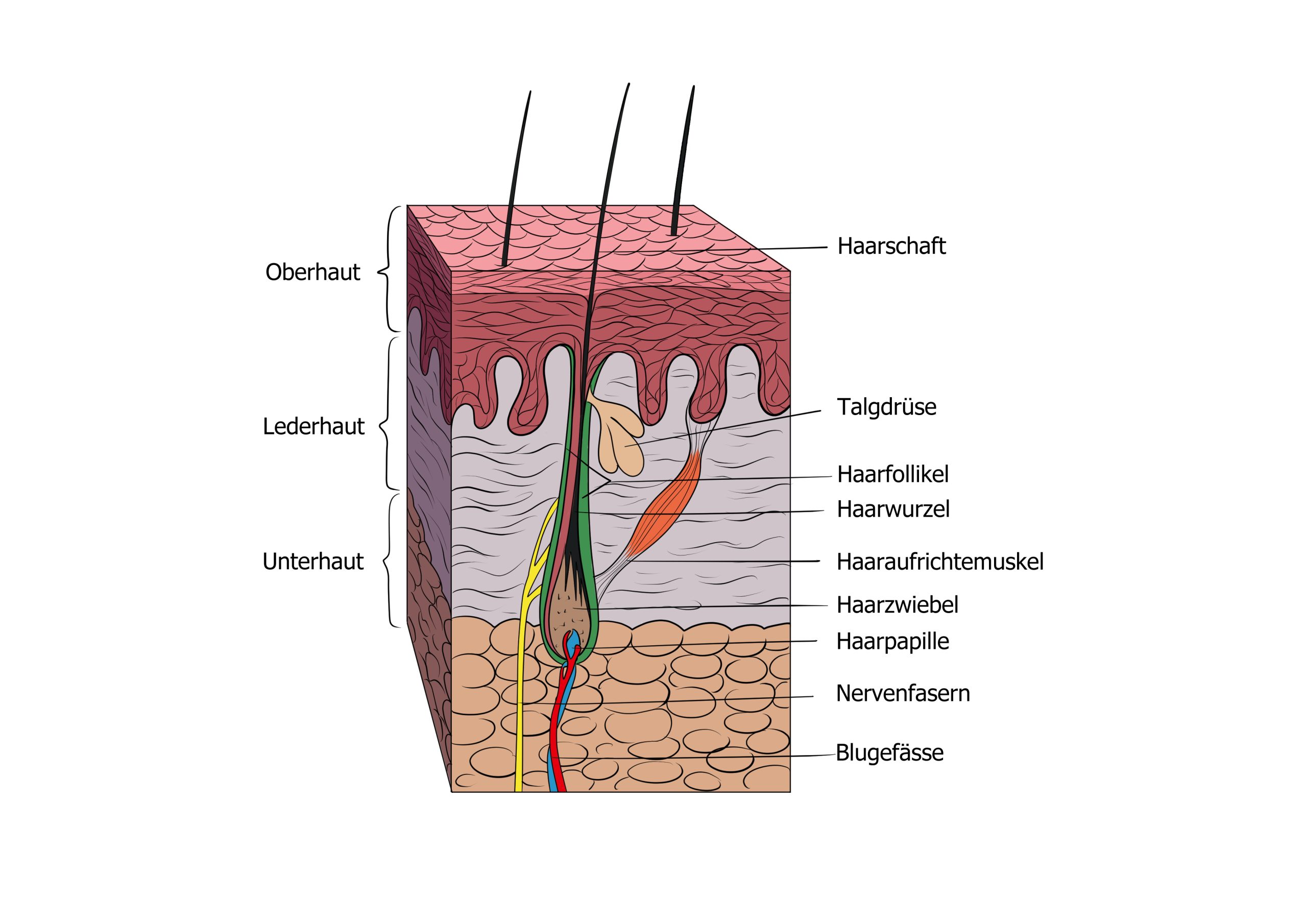 Haaranalyse – Auswertung